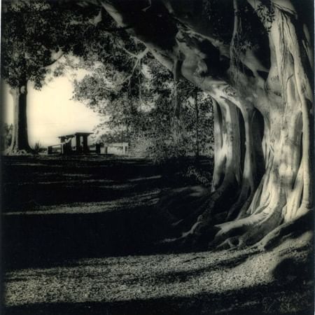 photograph of large old tree with pathway leading to bench in the background