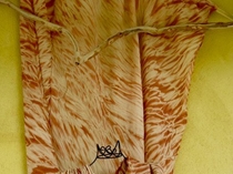 Presentation with Susan Fell Mclean :: 'The art and science of plant dyes - reclaiming know...'