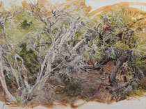 MEET THE ARTISTS <br/> Retracing Bundjalung National Park