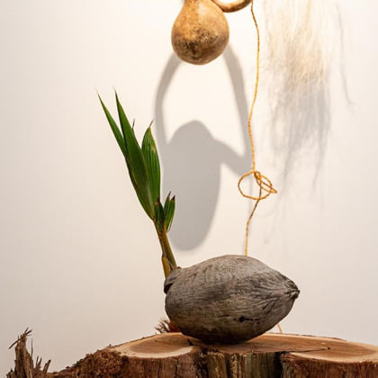 a sprouted palm seed on tree stump