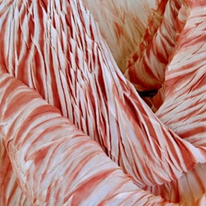 image of a piece of silk dyed with native plant dyes 