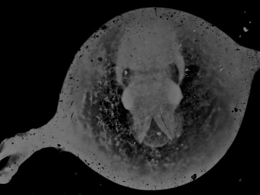 A black and white inverted image of an underwater creature