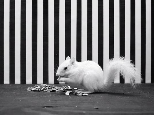 white squirrel in front of striped background