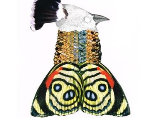 mixed media image of bird