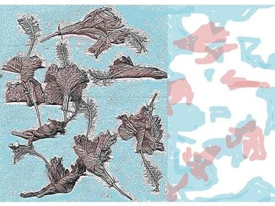 prints of hibiscus flowers