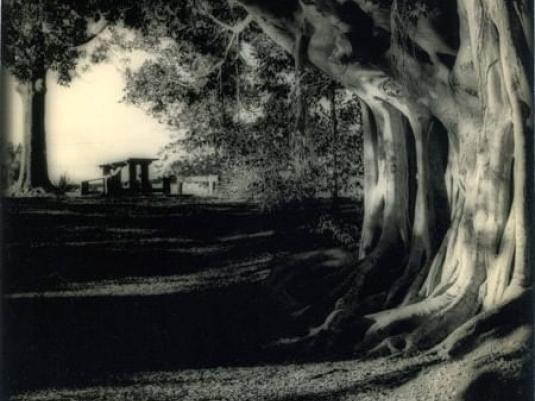 photograph of large old tree with pathway leading to bench in the background