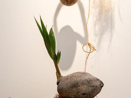 a sprouted palm seed on tree stump