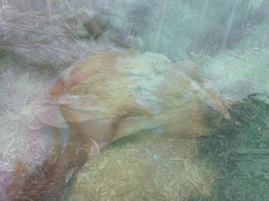 An double exposed image of a natural bush landscape with a close up of a man's head resting with his eyes closed